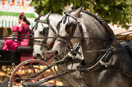 Déjate llevar a lomos de un caballo