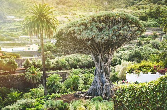 Rinde homenaje a un árbol centenario