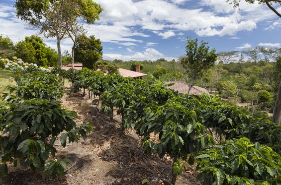 Visita a una plantación de café