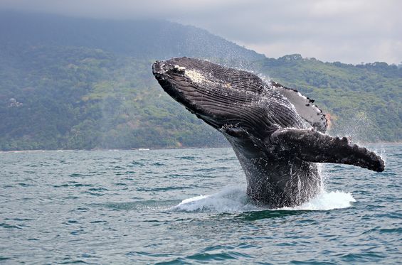 Observación de ballenas y delfines