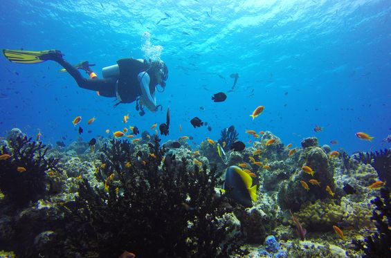 Buceo en el Pacífico