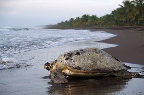 Puesta de huevos de las tortugas