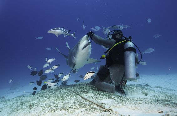 Nadar con tiburones ballena