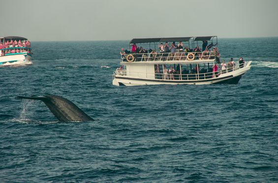 Observar ballenas