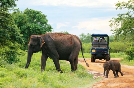 Explorar la fauna salvaje