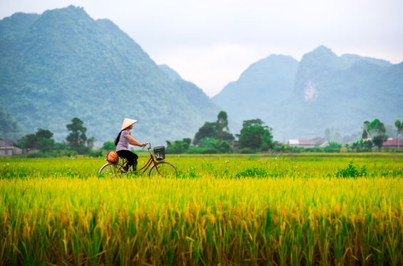 Explorar los campos de Vietnam en bici
