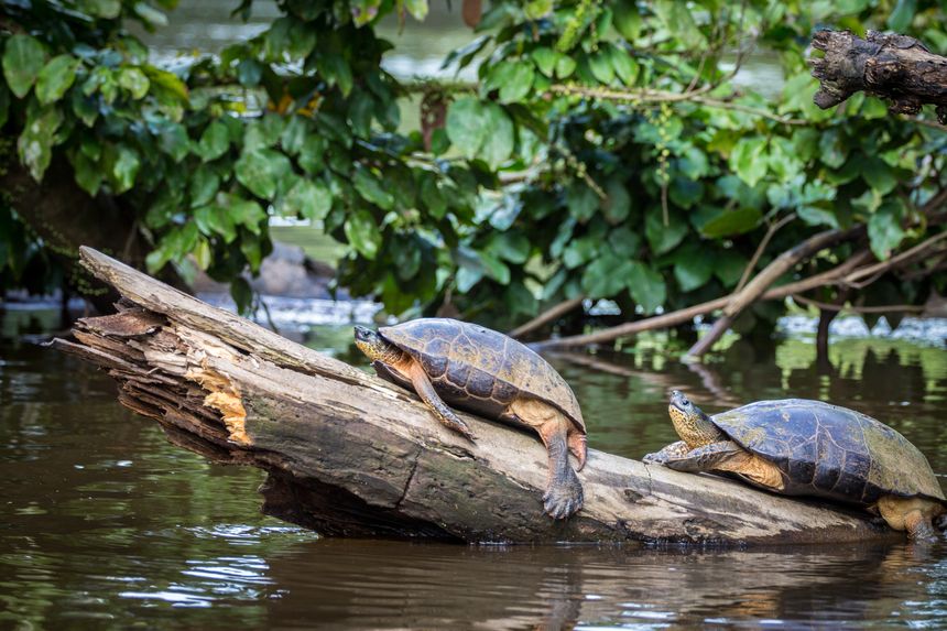 Tortuguero