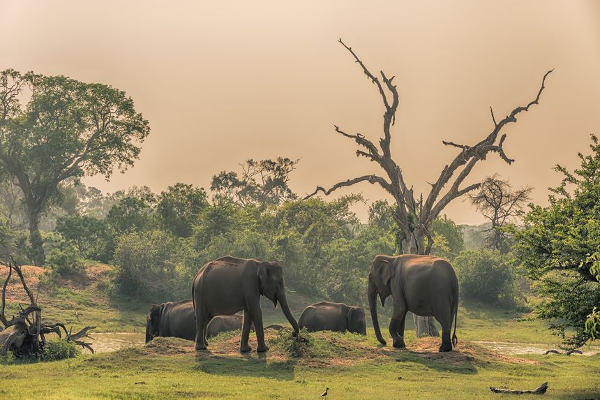 Parque Nacional de Yala