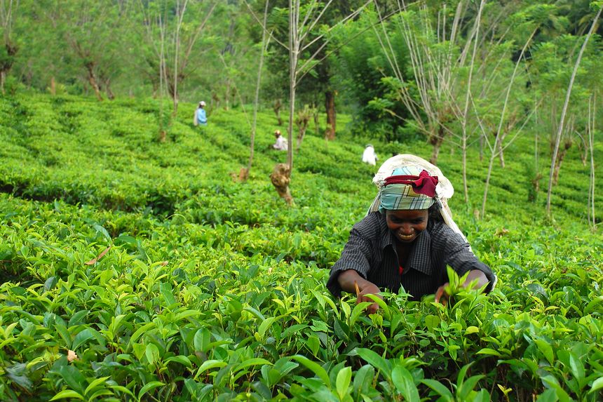 Las plantaciones de té