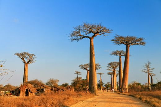 famille Madagascar