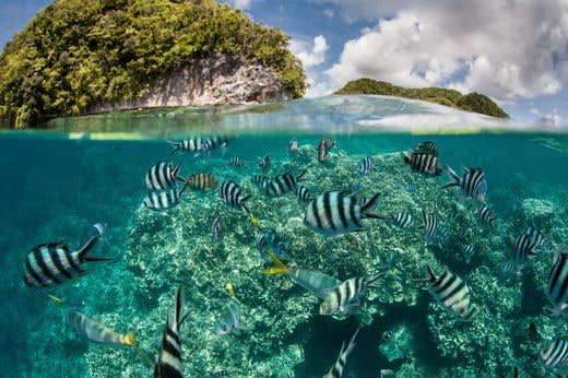 viaje plongee Palau