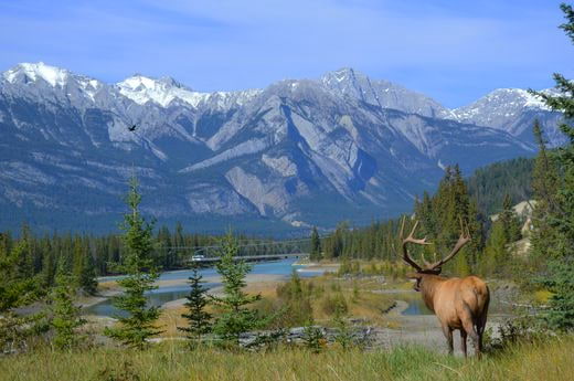 safari Canadá