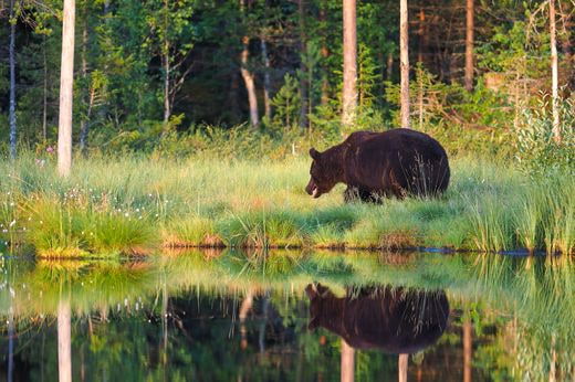 safari Finlandia