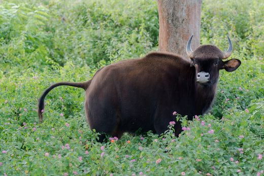 safari India