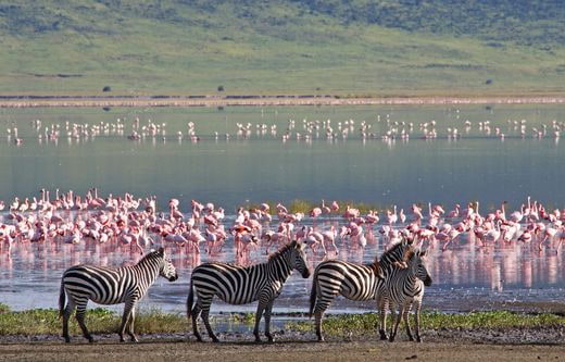 safari Kenia