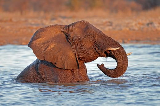 safari Namibia