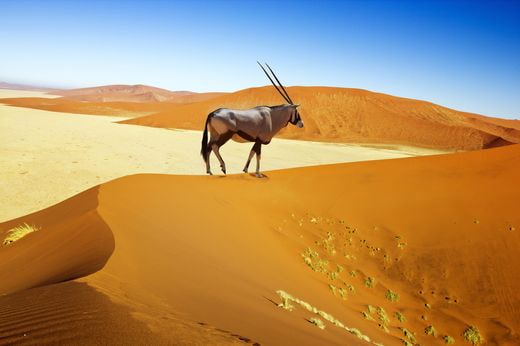 safari Namibia