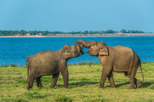 viaje safari Sri Lanka