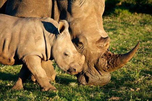 safari Zimbabue