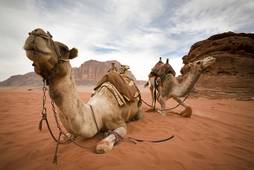 Jordania