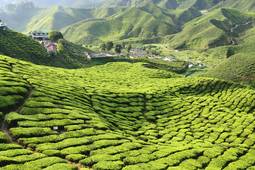 Malasia
