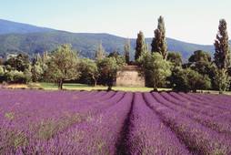 Partir FRANCIA : LA PROVENZA