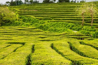 Plantations de thé