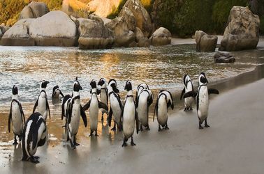 La plage de Boulders et ses manchots