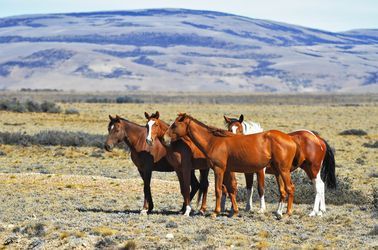 Chevaux dans la pampa argentine