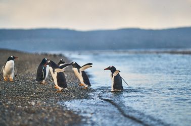 Les manchots de Magellan sur l'île d'Ushuaïa