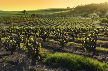 Vignobles de la Barossa Valley