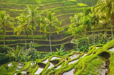 Rizières près d'Ubud