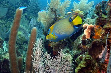Faune maritime