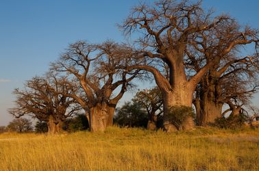 Baobabs du parc national de Nxai Pan