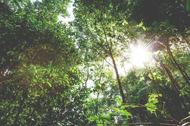 La forêt amazonienne