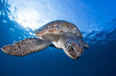 Tortues à Tenerife