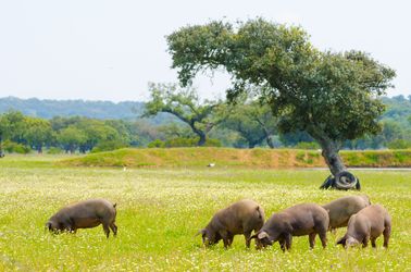 Cochons pata negra