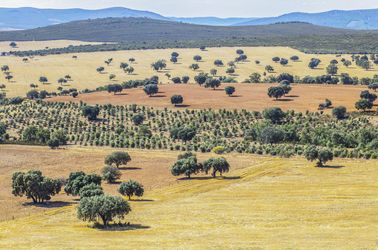 Le parc national de Cabañeros