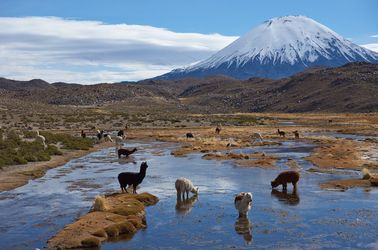Le parc national Lauca 