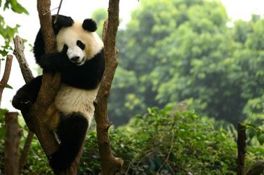Panda géant