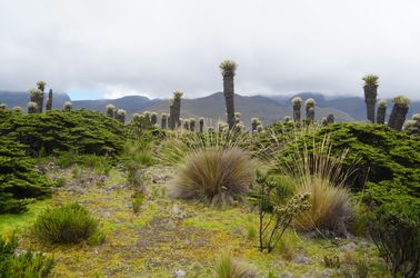 Palmiers de cire au parc Los Nevados