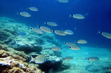 Poisson oblada melanura