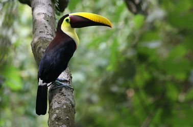 Le Toucan de Swaison dans le Parc National Carara