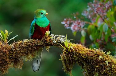 Oiseau mythique : le Quetzal dans le Parc National de Quetzales
