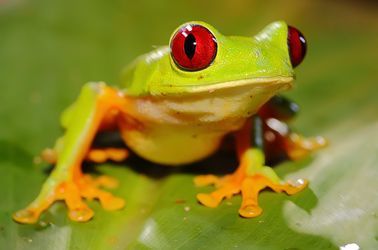 Grenouille, parc naturel Manuel Antonio