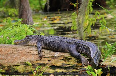 Alligators dans les Everglades