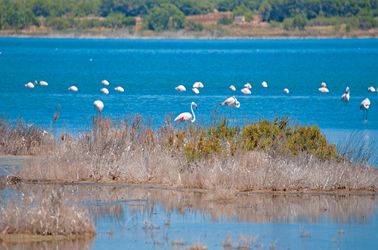 Le parc naturel des Lagunes de la Mata à Torrevieja