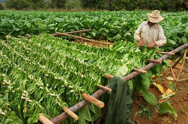 Plantations de tabac 