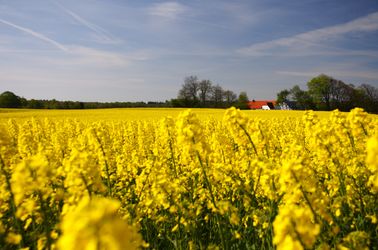 Champ de colza