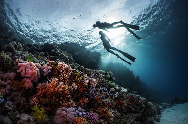 Les coraux de la Mer Rouge